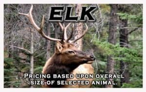 Elk Hunt