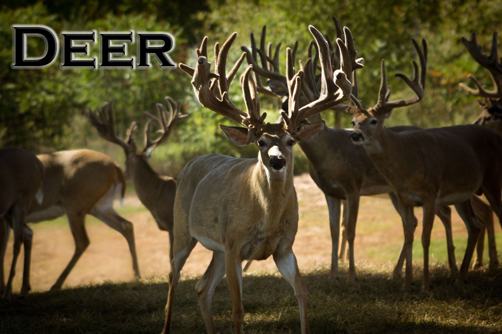 Whitetail Deer Hunt
